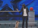 Des chats qui font des acrobaties : America's Got Talent