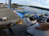 Une île peuplée de chats au Japon