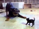 Un Rottweiler joue avec un minuscule chaton