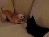 Un chien Chihuahua joueur face à un chat placide