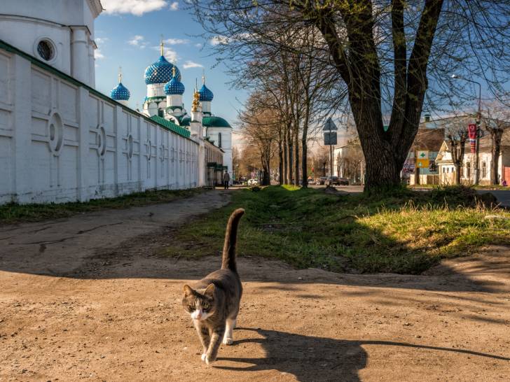 La Russie : combien de chats, et quel nombre par habitant ?