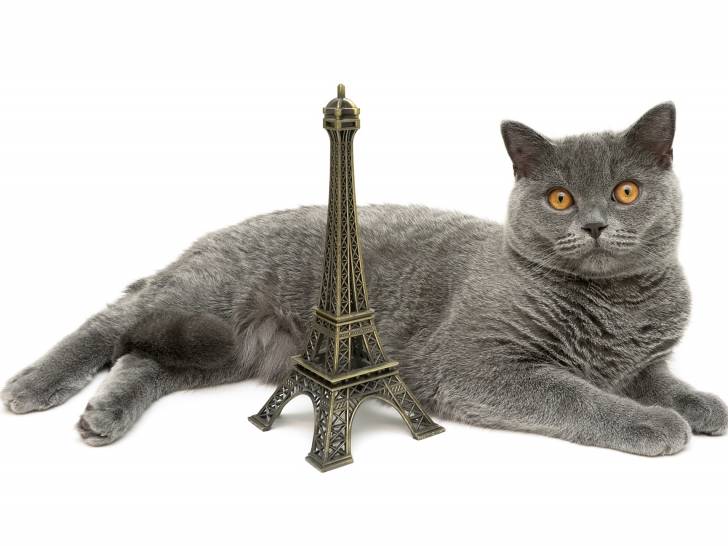 La France : combien de chats, et quel nombre par habitant ?