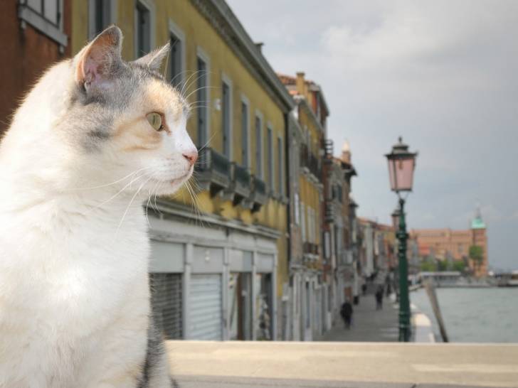 L’Italie : combien de chats, et quel nombre par habitant ?