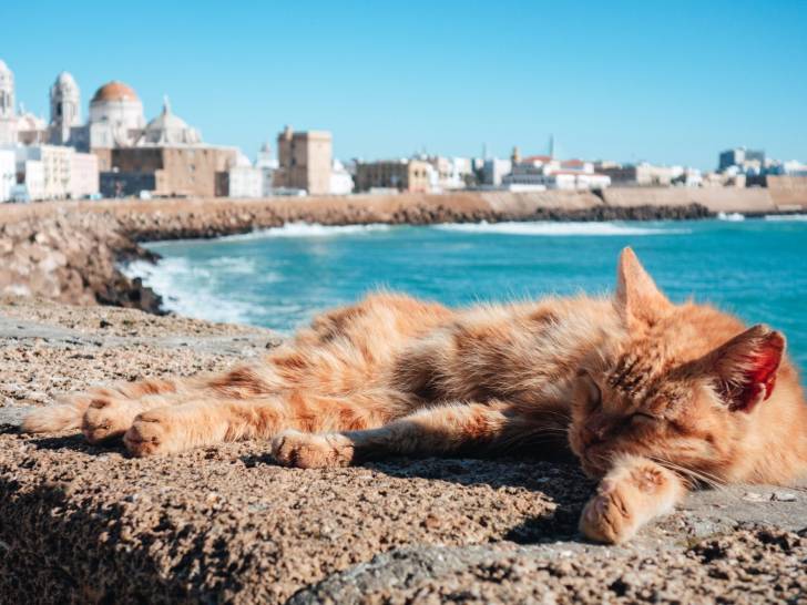 L’Espagne : combien de chats, et quel nombre par habitant ?