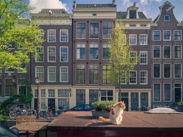 Les Pays-Bas : combien de chats, et quel nombre par habitant ?
