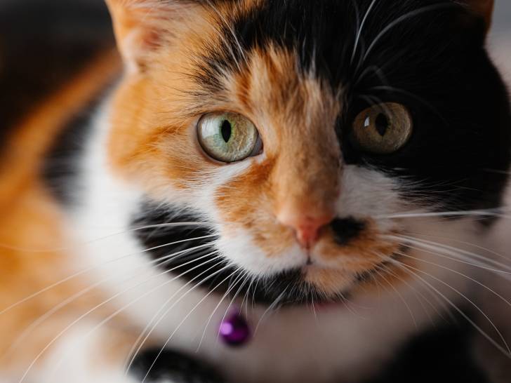 Portrait d'un chat tricolore aux yeux verts