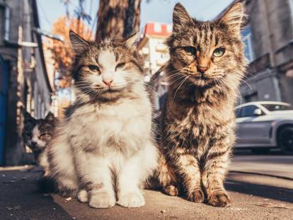 Deux chats errants marchant en ville