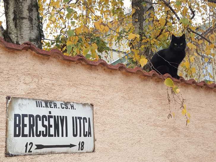 La Hongrie : combien de chats, et quel nombre par habitant ?