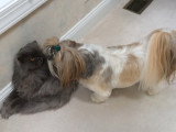 Un Shih Tzu veut jouer avec un chat Persan Bleu
