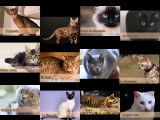 Présentation de 12 races de chats