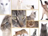 Choisir un chat selon le caractère de sa race