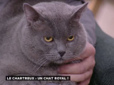 Le chartreux