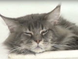 Le maine coon