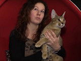 Le Caracat, chat le plus rare au monde