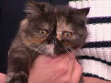 Présentation de l’Exotic Shorthair