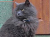 Connaitre la race de son chat