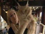Présentation du Maine Coon