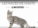 Présentation du Mau Egyptien