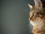 Un chat tigré à poil long