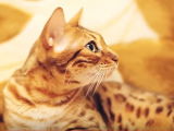 Tout savoir sur le chat Bengal