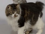 Les caractéristiques physiques du Kurilian Bobtail