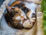 Un beau chat de gouttière en train de dormir