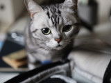 Présentation vidéo de l'American Shorthair