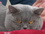Vidéo de présentation de la race British Shorthair