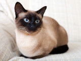 Un beau chat siamois assis sur le canapé
