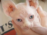 Tout savoir sur la race de chat Bambino