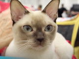 Tout savoir sur le chat Tonkinois