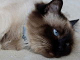 Découvrir en vidéo la race de chat Sacré de Birmanie