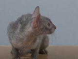 Tout savoir sur la race de chat Lykoï