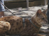 Une race de chat aux airs de panthère : le chat Savannah