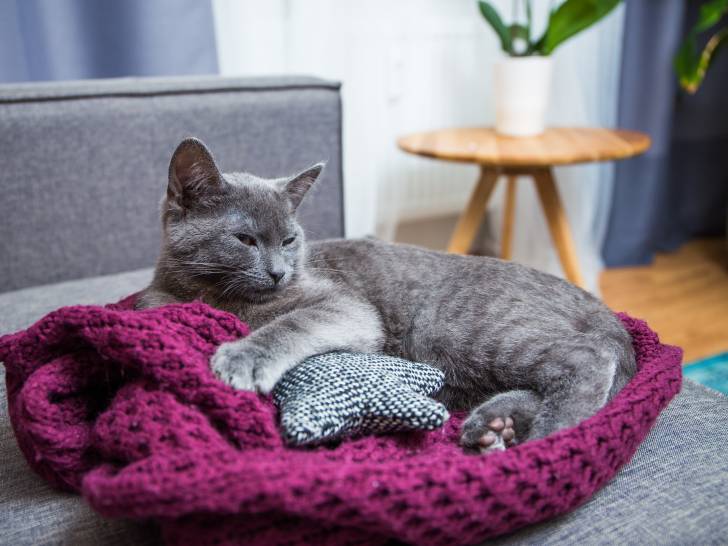 Chat D Interieur 10 Races De Chats Adaptees En Appartement