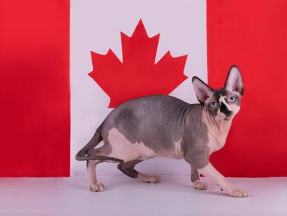 Un chat Sphynx devant le drapeau canadien