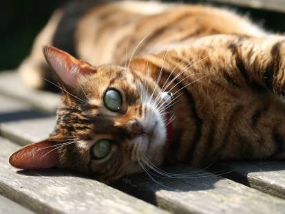 Un chat tigré couché sur une table extérieure