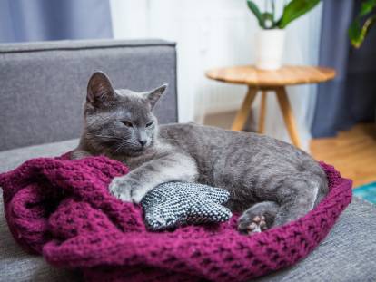 Un chat gris est allongé sur une couverture sur le lit