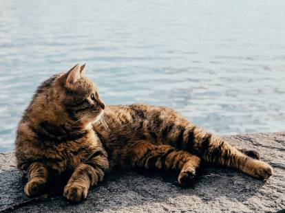 Un chat tigré allongé au bord de l'eau