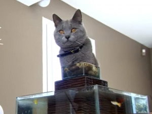 Photos De Chartreux A Visionner Telecharger