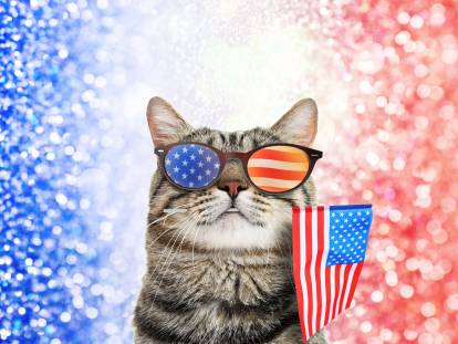 Un chat portant des lunettes de soleil et tenant un drapeau des Etats Unis, sur un fond bleu rouge et blanc.