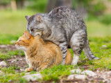 Deux chats en train de s'accoupler
