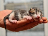 Comment s'occuper d'un chaton non sevré