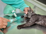 Chat anesthésié pour une castration
