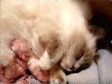 Naissance de 4 chatons sacré de Birmanie