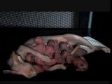 Naissance de 6 chatons Sphynx
