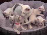 Une femelle Foreign White s'occupe de ses cinq chatons