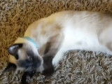 Une chatte Bobtail du Mékong est période de chaleurs