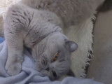 Quelques heures avant la mise bas de cette chatte British Shorthair