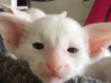 Une fratrie de chaton Foreign White se tient chaud
